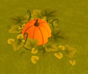 Pumpkin in the wild, from above